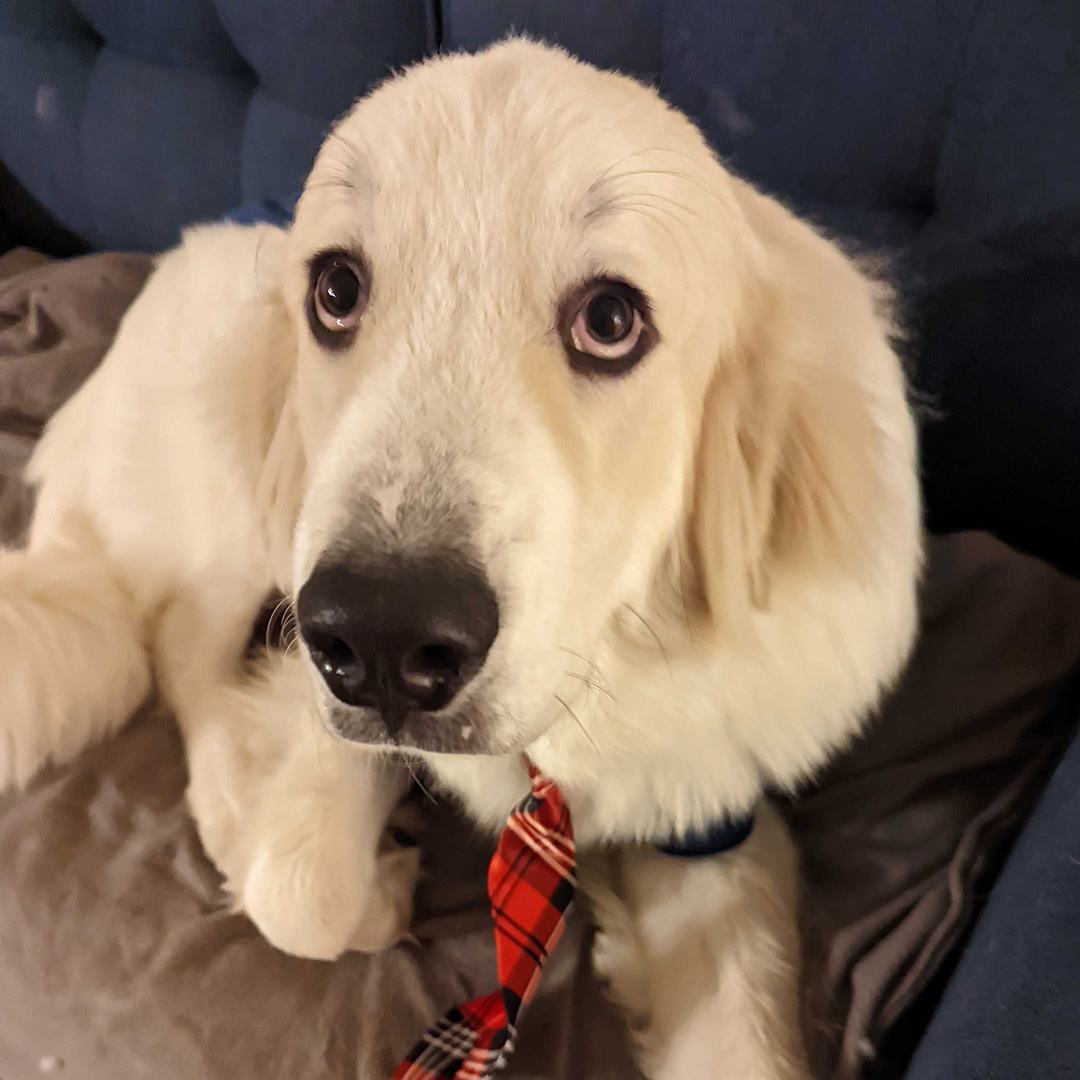 Dogst 2022 - Photo 16